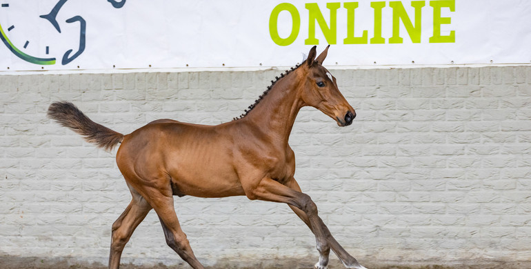 A unique collection of promising jump-bred foals at Paardenveilingonline.com