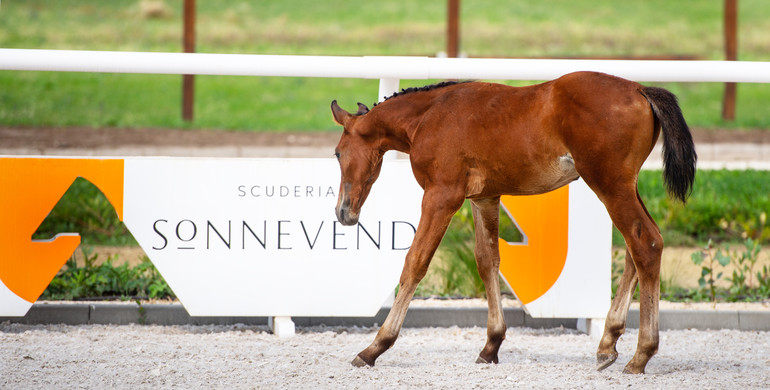 We are in the final week of the Scuderia SA Auction! Don't miss your chance to get your hands on the next star of showjumping and make your decision now!