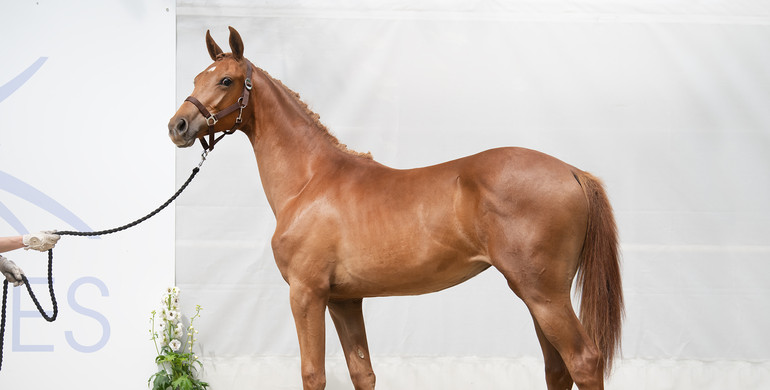 KR Auction, a breeding greatness auction from July 22nd till 24 on Equinia Auction!