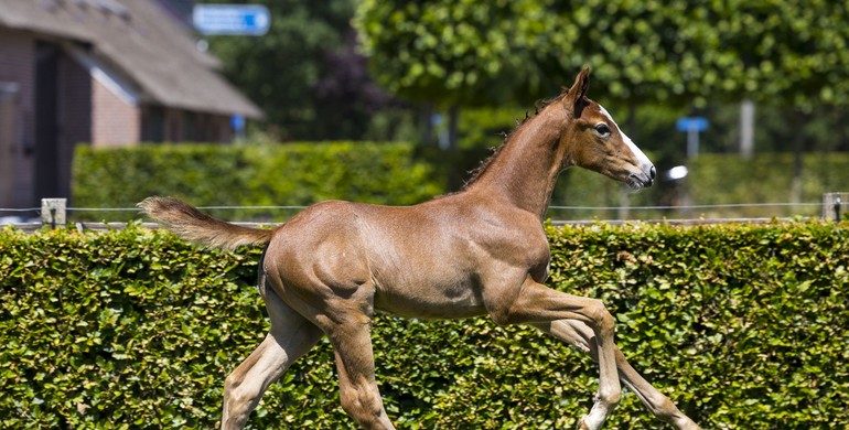 De Wolden Summer Sale: The gateway to buying your next Grand Prix prospect