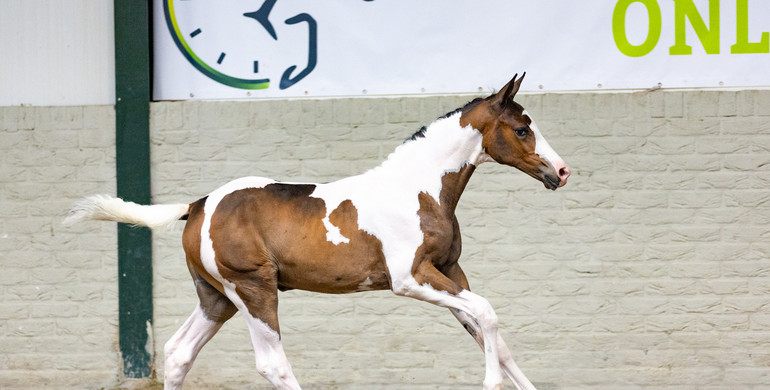 The best genes and unique colors in the auction of Paardenveilingonline