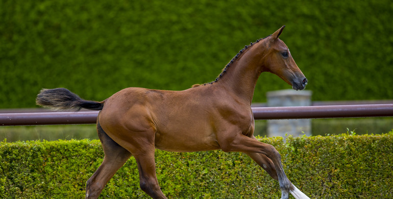 Trigon Foal Auction II; Outstanding foals with undeniably exclusive bloodlines!