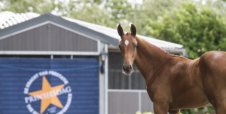 Exquisite collection of showjumping and dressage foals in online edition of Foal Auction Prinsjesdag