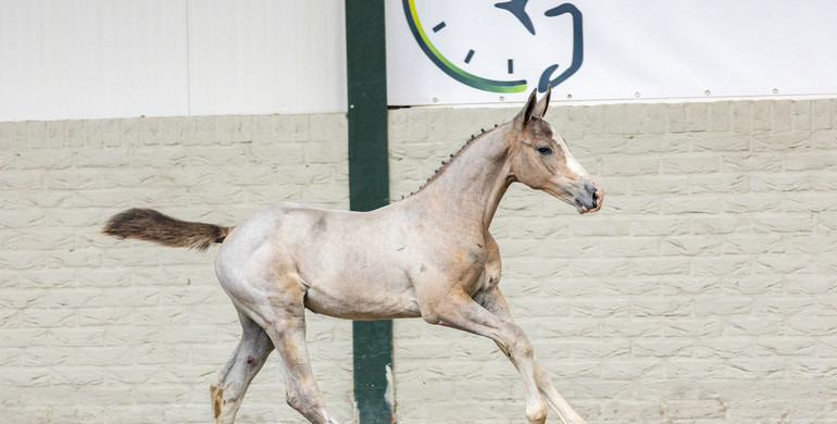 Paardenveilingonline presents the last unique foal collection of 2023