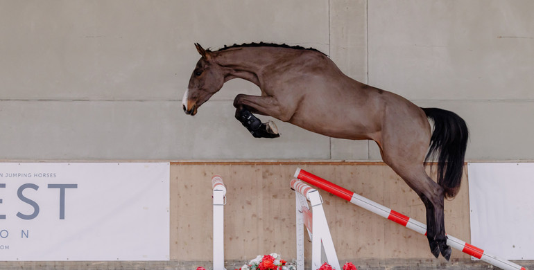 Equest Auction spring collection: From talented 3-year-olds to experienced sport jumpers
