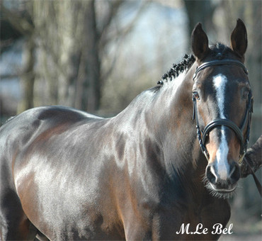 Quito de Baussy. Photo (c) Stud for Life. 