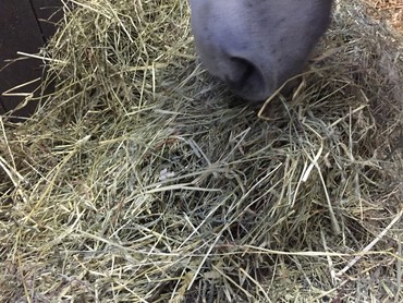 Terri increases the amount of hay the horses get when at shows.