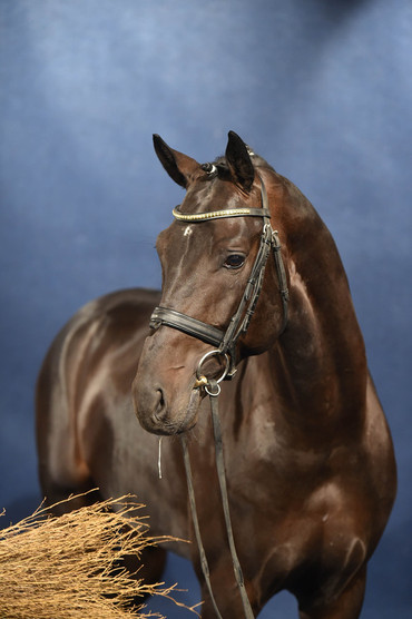 P.S.I. Collection 2015: Fior (Fürstenball x Sandro Hit), bronze medalist of the German Federal Championships of the 4 year old dressage stallions 2015.