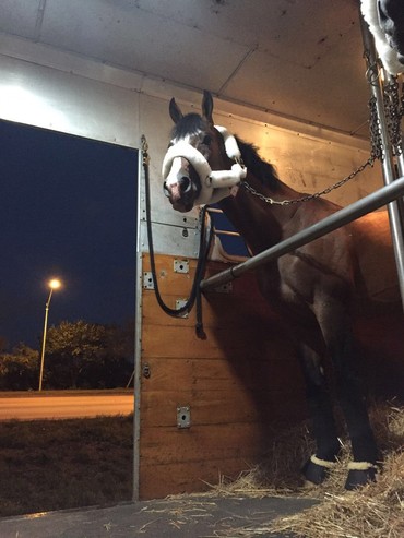 Coco Bongo travelling in a US truck. Photo (c) private.