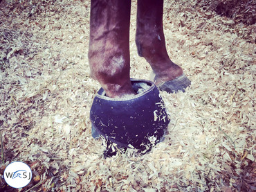 Hanna uses the ice boots specially made for cooling the hoofs, from the American brand Ice Horse.