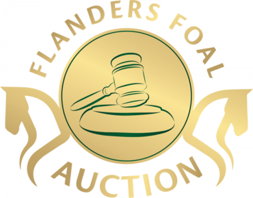 Flanders Foal Auction