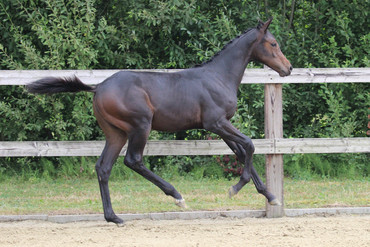 Quiet vh Zorgvliet (Cornet Obolensky x Clinton)