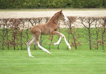 No. 1 (Casall x Quidam de Revel)