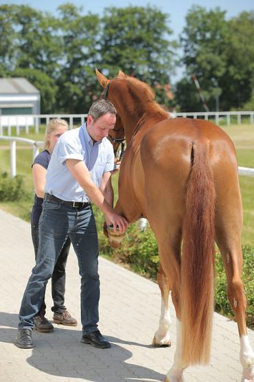 During fixed opening hours, Dr. Frank Reimann informs personally, on the phone or by email about the health status of the auction horses. 