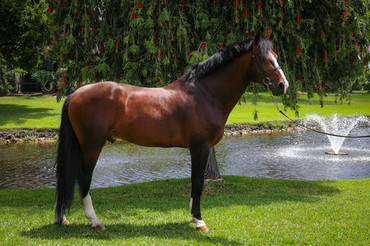 Photo (c) Euro Horse