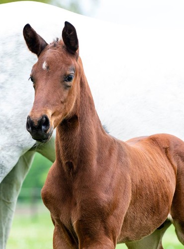 Charlie’s Talent Z (Chacco-Blue x Kannan)