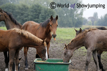 "Every hour and every day that the horses spend in their boxes are bad moments," Joris says.