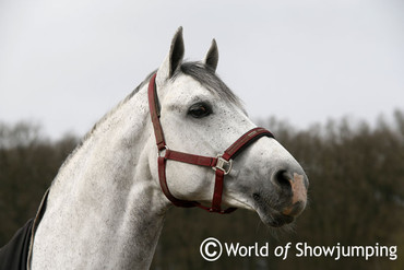 Marcus on the beautiful Cornado NRW; "Cornado has quality, scope and his way of jumping is incredible".