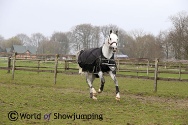 Marcus keeps it natural, and all horses are turned out in the fields. Here's Cornado NRW enjoying life two days after his win in Paris!