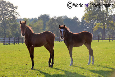 Future stars: Valentina van't Heike's daughter by King Julio and her little friend by Aganix du Seigneur out in the field. 