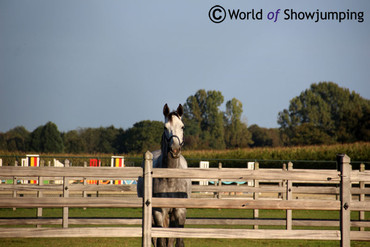 "All my own top horses go in the paddock or in the field – every day." - Those are the words of Jos Lansink.