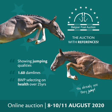 Belgian Foal Auction