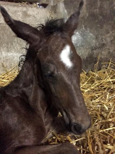 Noltes Küchengirl with her beautiful foal. Photo (c) Judith Goelkel.