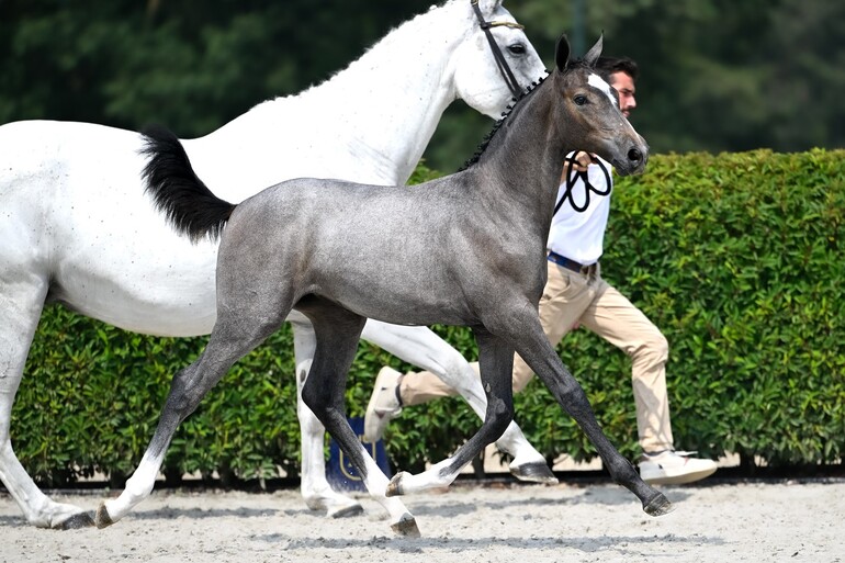 All eyes on Zangersheide Online Foal Auction – The bidding on rare