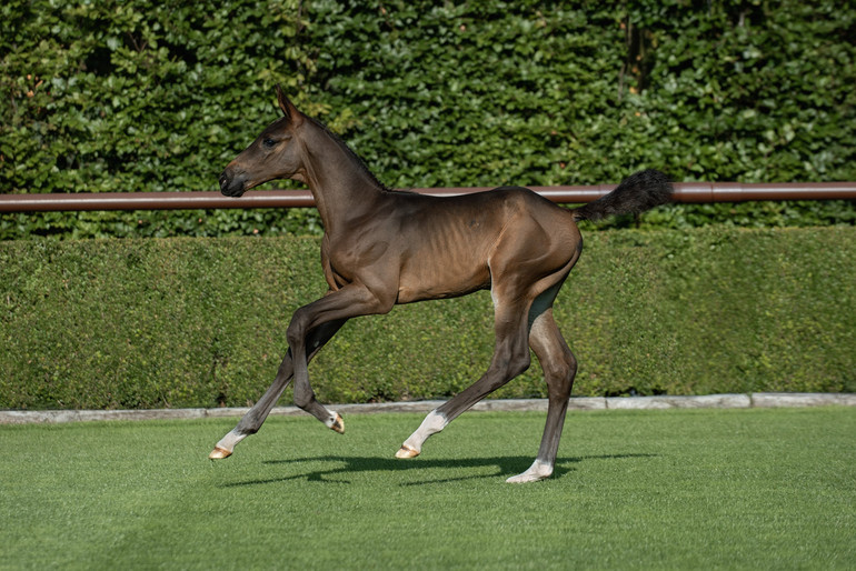 1. Uno - Stallion 2024 (Danique x Emerald)