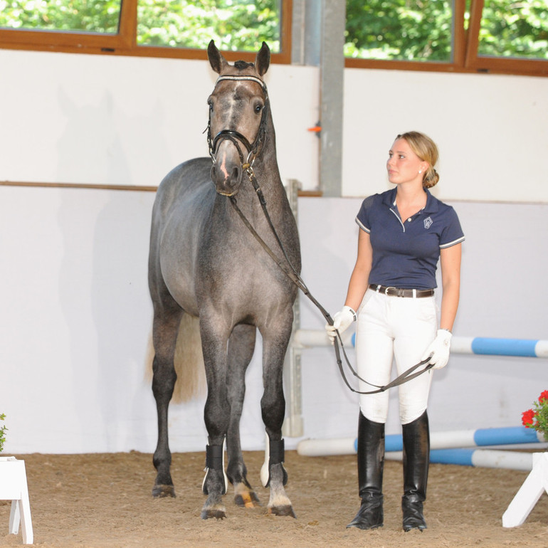 Lot 31 Hamberlane 2012 gelding by Harley VDL – Cardento - Indorado