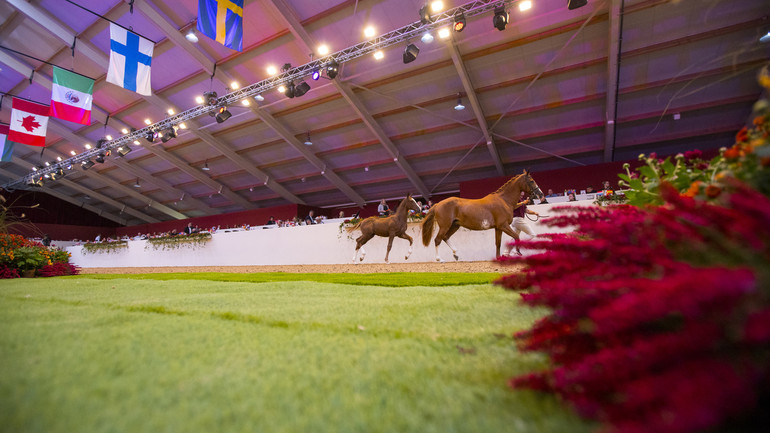 Limburg Foal Auction 
