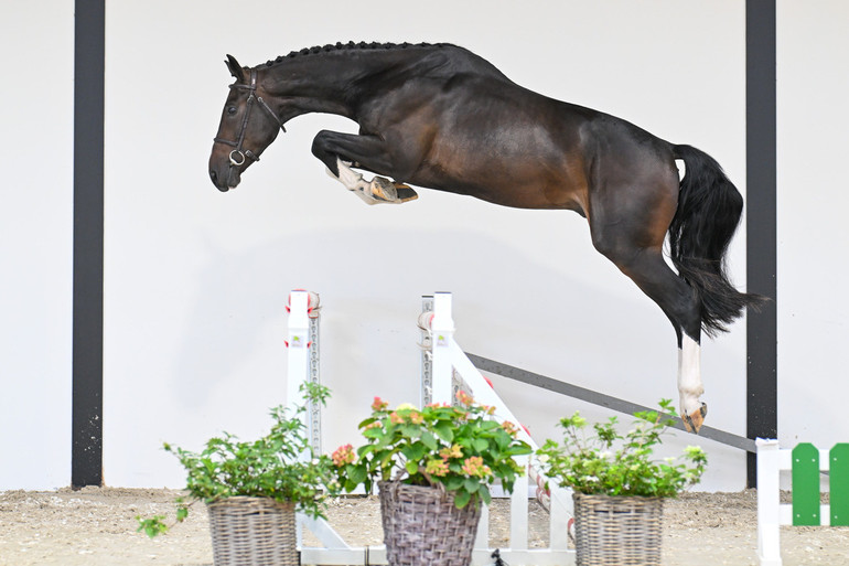 Photo © Belgian Youngsters Auction