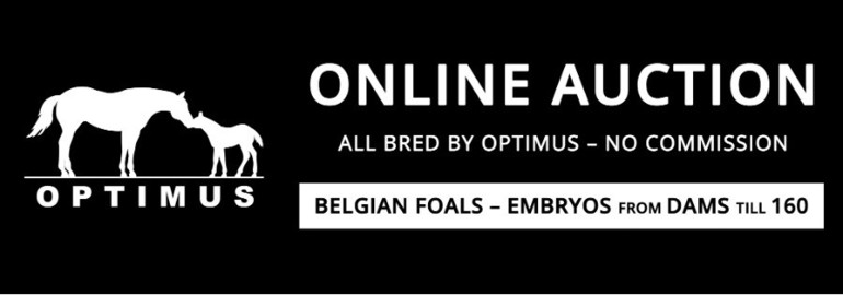 OPTIMUS AUCTION
