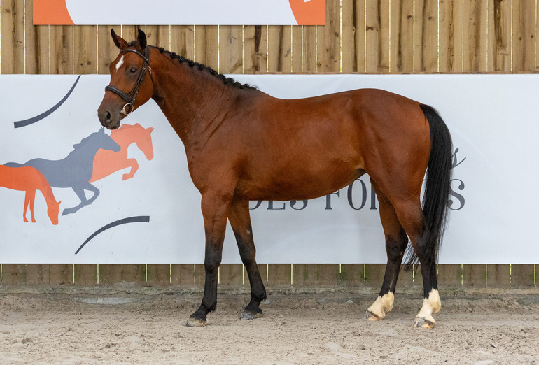 Photo © Ladies des Forêts Auction