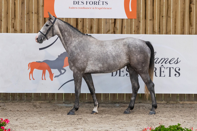 Photo © Ladies des Forêts Auction