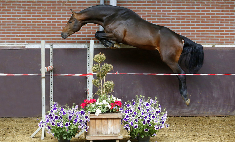 Lot 66 Herewego GR 2012 stallion by Arezzo VDL – Indoctro - Animo