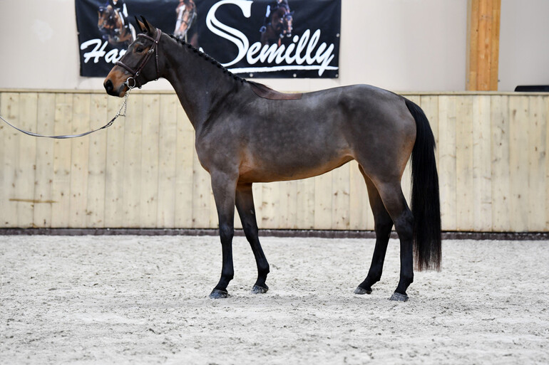 LOLA GOLD SEMILLY