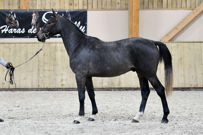 MIGHTY SEMILLY