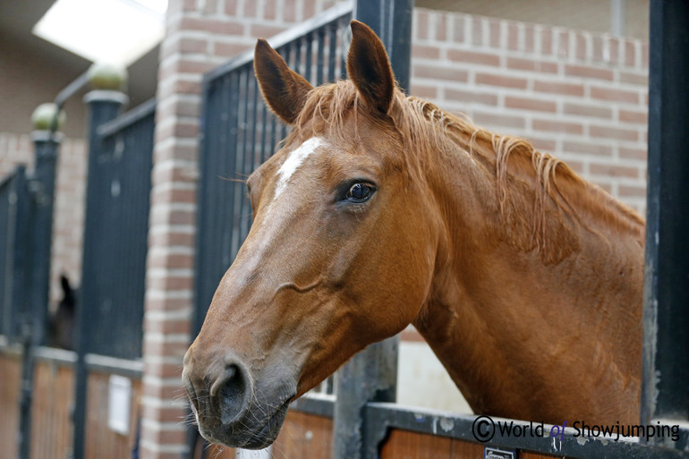 Stoeterij Duyselshof