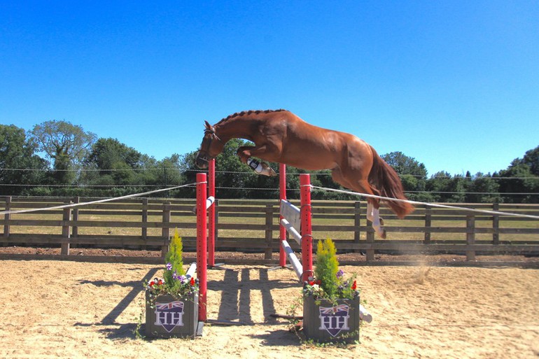 Maxamillion 3 year old stallion by Hunters Argentus –Laudanum xx - Raa