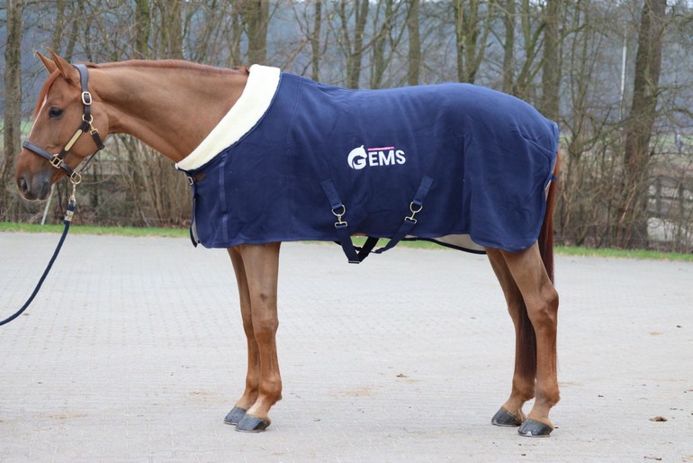 Santa Fee vd Molendreef was found by Jumping Gems for owner Susan Hibbard of the United States and is seen here prior to transport