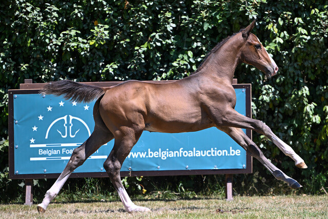 Coekidoo Blue van de Blinkhoeve