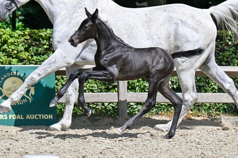 Coeur d'Irenice Z