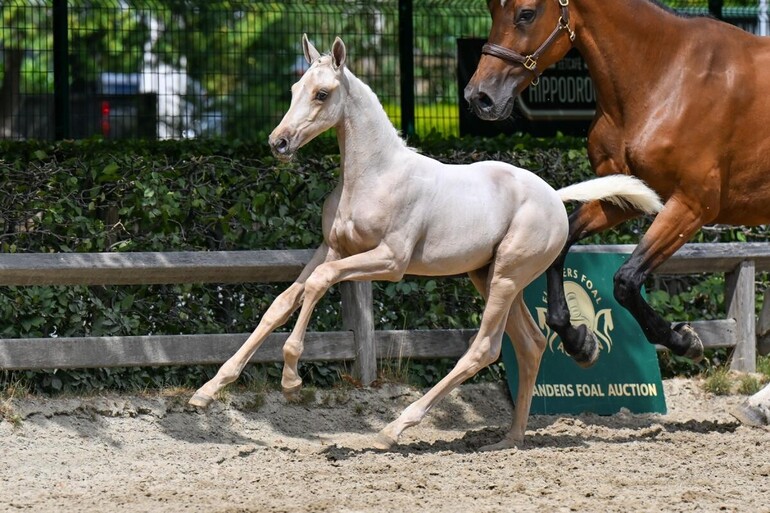 Chantilly van het Lindehof