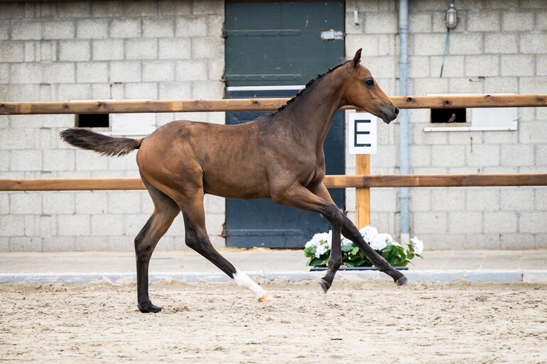 Comeback van Spr Z