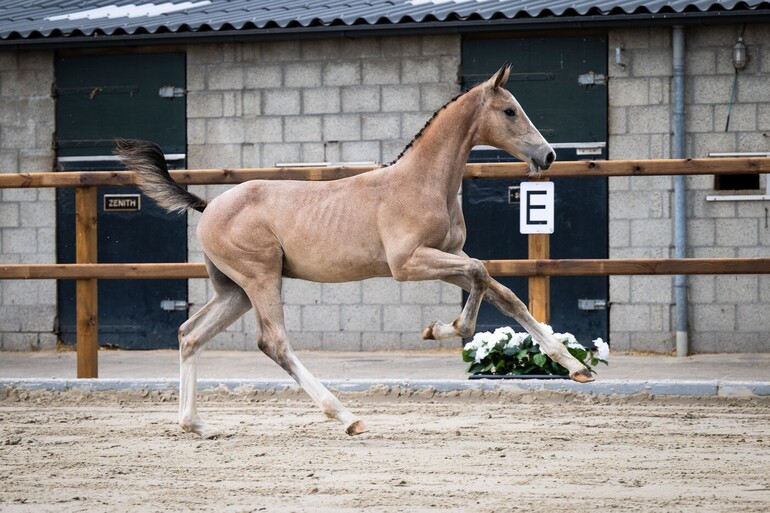 Vision LCH