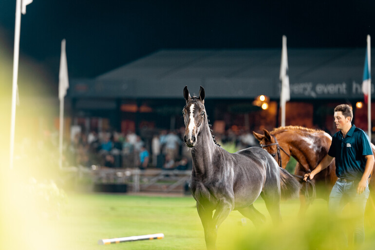 Stephex Exclusive Breeding Collection Auction