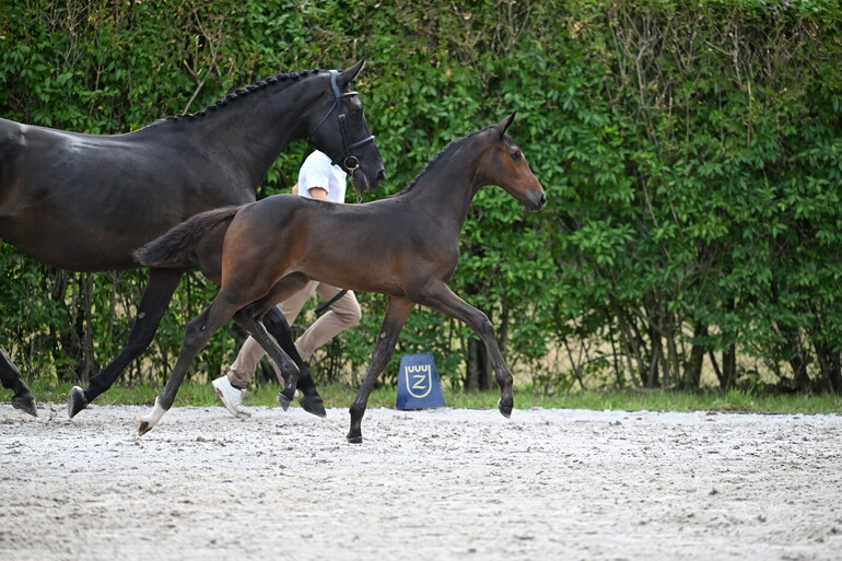 C Dancer van de Molenberg Z