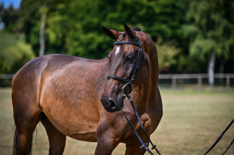 Parido Auction