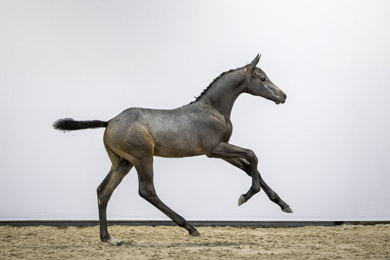 Photo © Sharon Vandeput